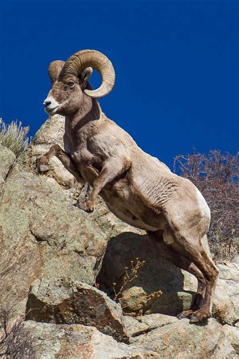 Bighorn Sheep | North american wildlife, American animals, North ...