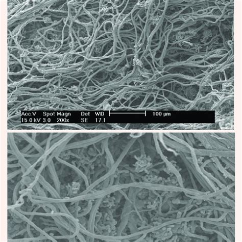 (PDF) The Morphology and Structure of Red Pigment Producing Fungus ...