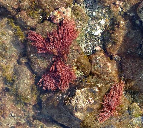 Red Seaweed: Characteristics, types, properties and more