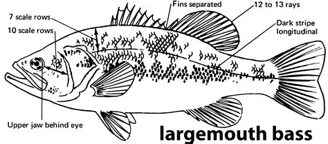 Largemouth Bass Diagram