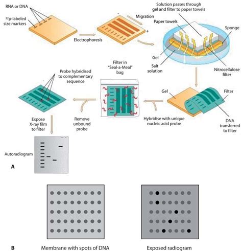 A. Southern blotting procedure. B. Dot blotting does not require gel... | Download Scientific ...