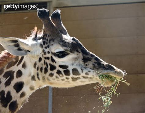 Giraffe Eating Close Up 이미지 (1324765259) - 게티이미지뱅크