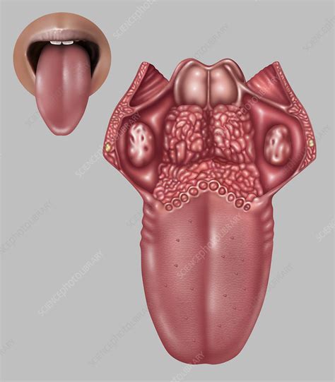 Anatomy of Human Tongue, Illustration - Stock Image - C027/2593 ...