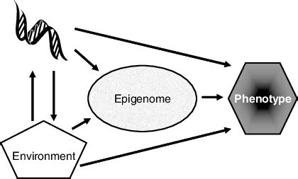 Role of the epigenome in orchestrating the complex interplay between ...