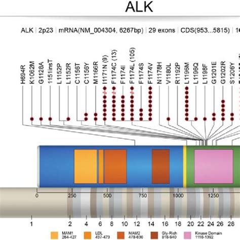 Anaplastic lymphoma kinase (ALK) signaling: Pathway figure that depicts... | Download Scientific ...