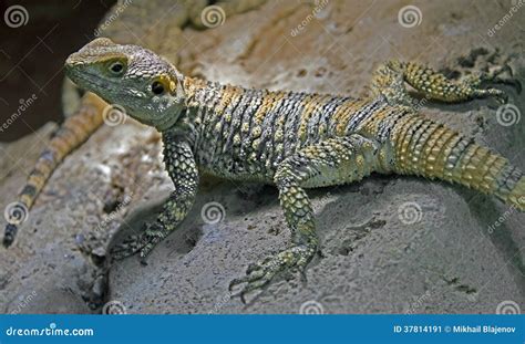 Starred Agama Lizard Stock Photography | CartoonDealer.com #31276100