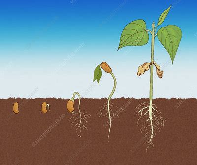 Stages of Germination - Stock Image - C011/8723 - Science Photo Library