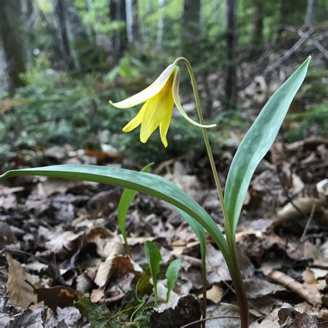 Trout Lily (Erythronium americanum) – Earthbeat Seeds