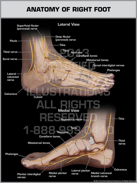 Foot Anatomy Chart