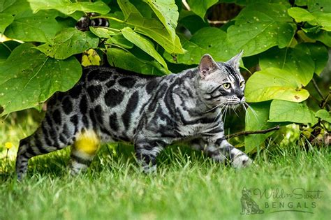 Silver Bengal Cats & Kittens for Sale | Wild & Sweet Bengals