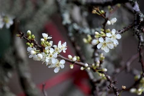 Hanoi streets dotted with wild pear flowers signaling festive season