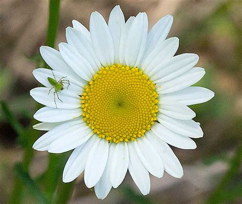 Fibonacci Flowers | A Naturalist's Journal