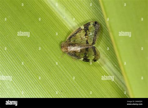 Adult and nymph stage passion vine hopper (Scolypopa australis Stock Photo - Alamy