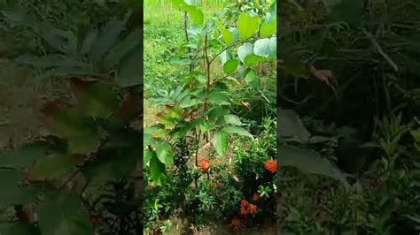 Bonsai RAMBUTAN tree - YouTube