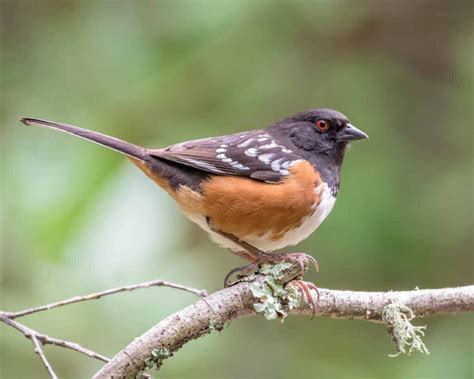 Spotted Towhee - Facts | Call | Female | Diet | Habitat | Sound - Bird Baron