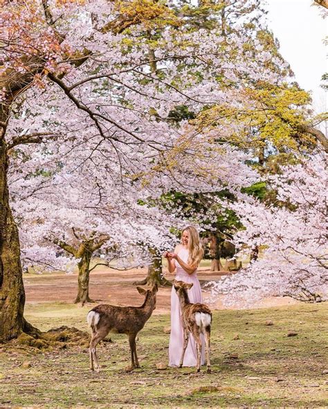 The cute deers of Nara in Japan | Japan photography, Cool places to ...