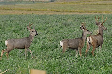 The Top 7 Animals To Hunt In Oregon This Season - Wide Open Spaces