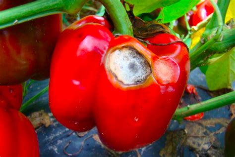 Pepper, bell | Diseases and Pests, Description, Uses, Propagation