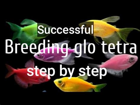 successful breeding glo tetra 100% explain #tagalog version,panourin ...