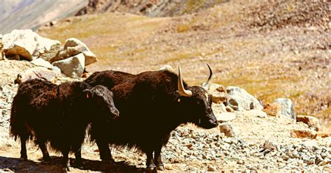 Changthang - Changpa Tribe and The Wildlife Sanctuary - Ladakh