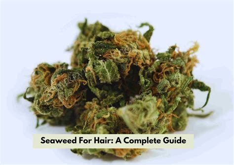 Seaweed For Hair: 4 Great Benefits And How To Use It For Hair Growth - Hair Everyday Review