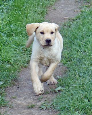 Training A Labrador Puppy using the latest dog training techniques for ...