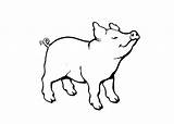 Pigs coloring Pages – Coloring sketch template