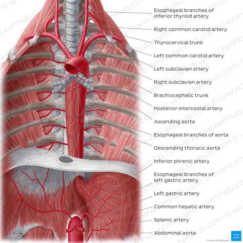 Esophagus Anatomy Sphincters Arteries Veins Nerves Kenhub | sexiezpix ...