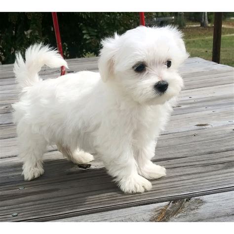 Maltese Puppies For Sale | Addison, AL #312472 | Petzlover