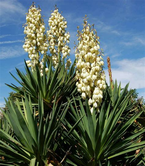 yucca filamentosa, The two very large ones which are 5 foot high without the budding flower stem ...