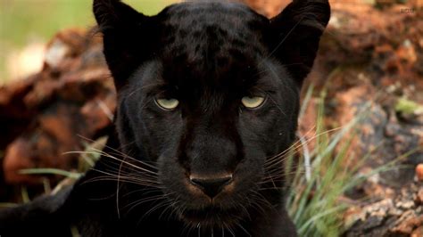 Black Panther Animal Wallpapers - Wallpaper Cave