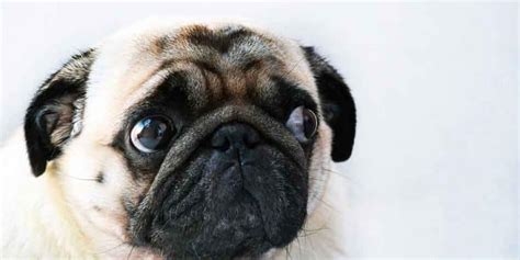 How To Clean A Pugs Nose Important Care Tips For Pet Owners