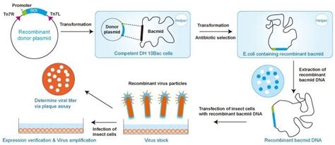 Baculovirus-Insect Cell Expression - Creative BioMart