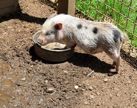 Pig Feeding At Farm Free Stock Photo - Public Domain Pictures