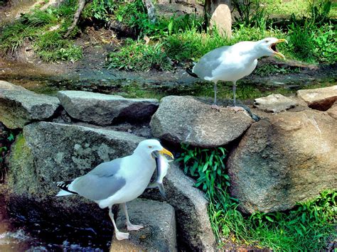 Seagull Eating Fish During Herring Run at Cape Cod, Massachusetts - Encircle Photos