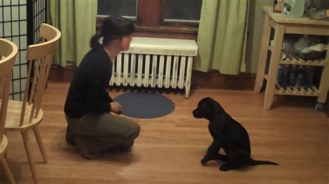 Very Smart Black Labrador Puppy- Training Session - YouTube