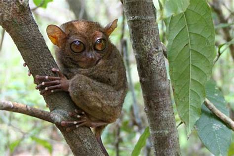 Philippine Tarsier Facts