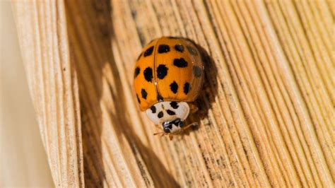 Orange ladybugs and the spiritual meaning behind the insect: What to know | Fox News