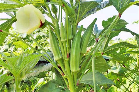 The 13 Best Okra Varieties for Your Vegetable Patch | Gardener’s Path