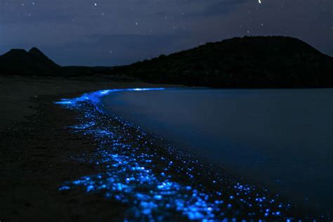 Bioluminescent Plankton Locations