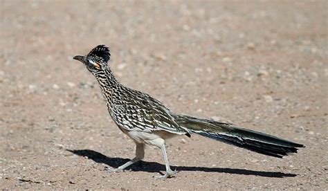 What Is New Mexico State Bird? - The Greater Roadrunner