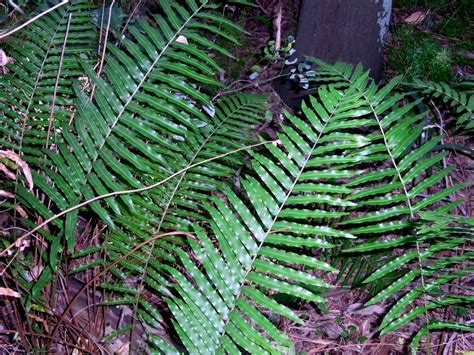 Swamp Water Fern (Blechnum indicum) | Two species of ferns f… | Flickr