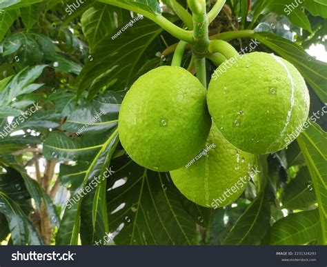 Fresh Artocarpus Altilis Fruit Still Hanging Stock Photo 2231324293 ...