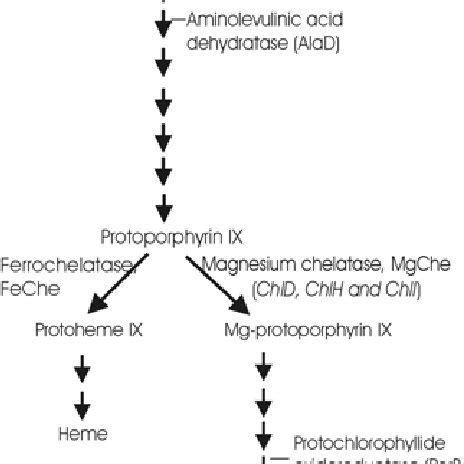 Schematic presentation of the chlorophyll biosynthesis pathway.... | Download Scientific Diagram