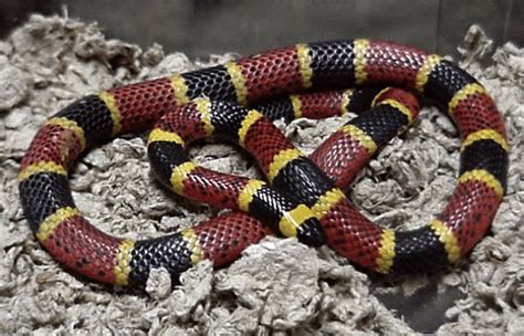 Cool Colored Snakes