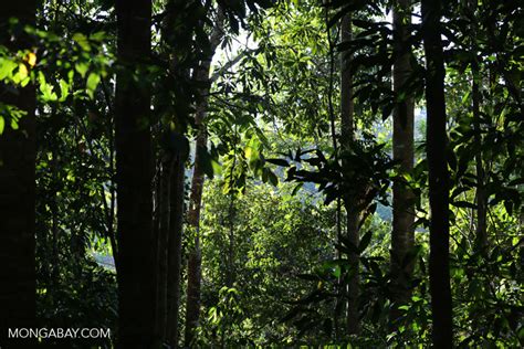 Rainforest in Sarawak