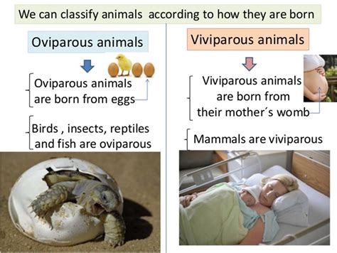 learningL2gether: Oviparous and Viviparous - Game