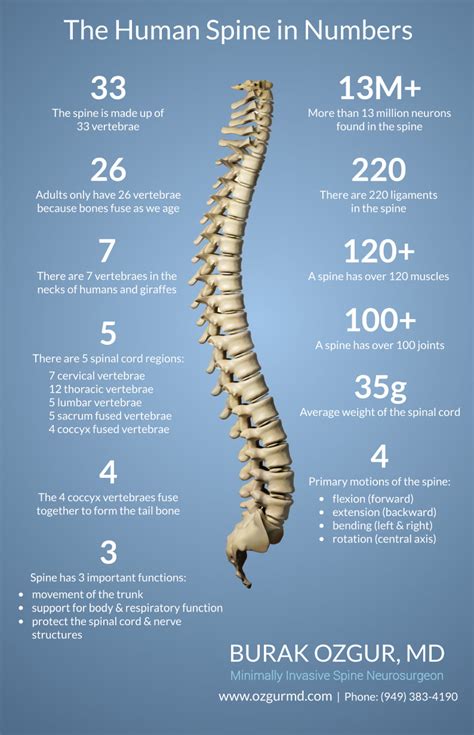 The Human Spine in Numbers - Burak Ozgur, MD