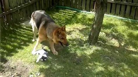 German Shepherd chasing the kitten - YouTube