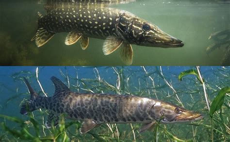 Muskie vs Pike: An Angler's Guide | Outdoor Life